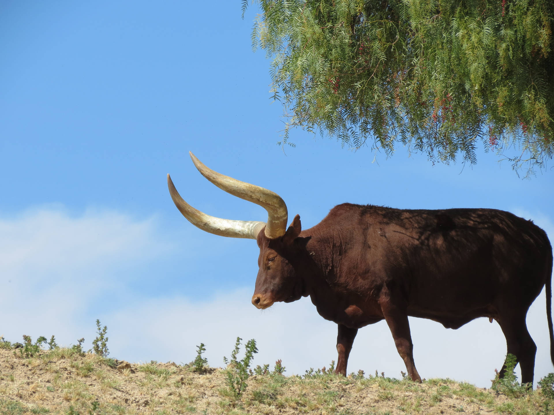 San Diego Zoo Longhorn Background