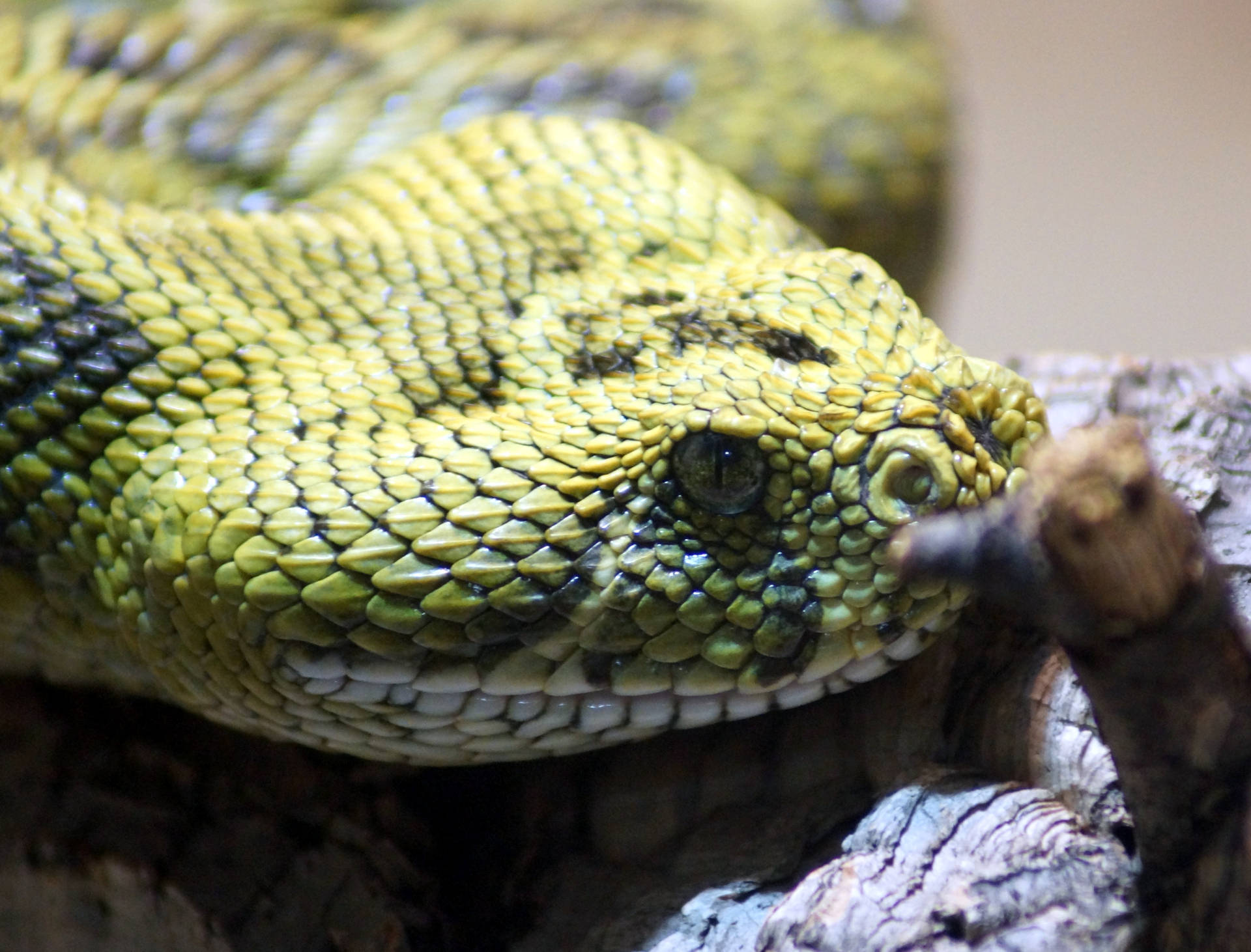 San Diego Zoo Mountain Viper