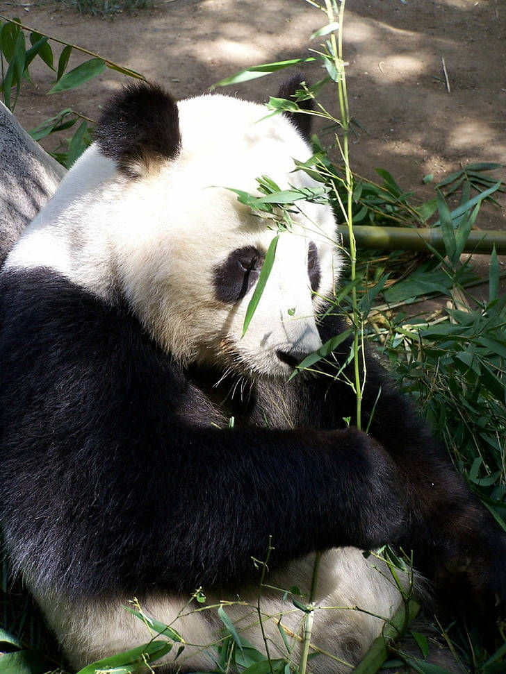 San Diego Zoo Panda