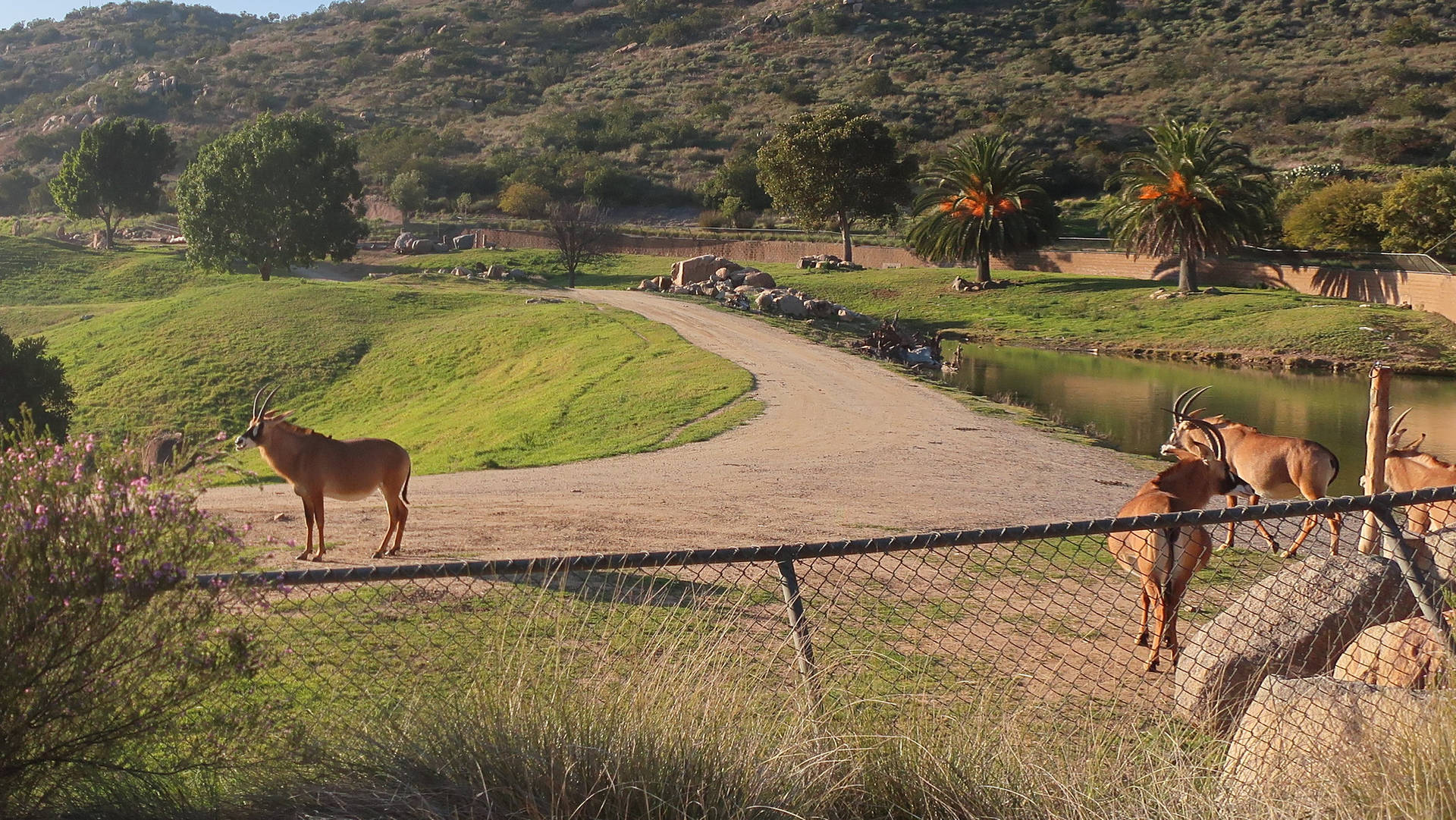 San Diego Zoo Roan Antelope Background