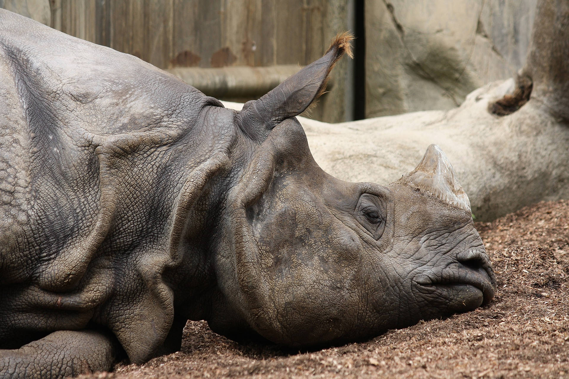 San Diego Zoo Sleepy Rhino