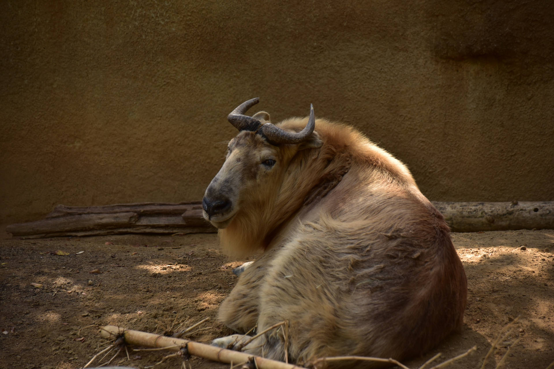 San Diego Zoo Tibetan Takin Background