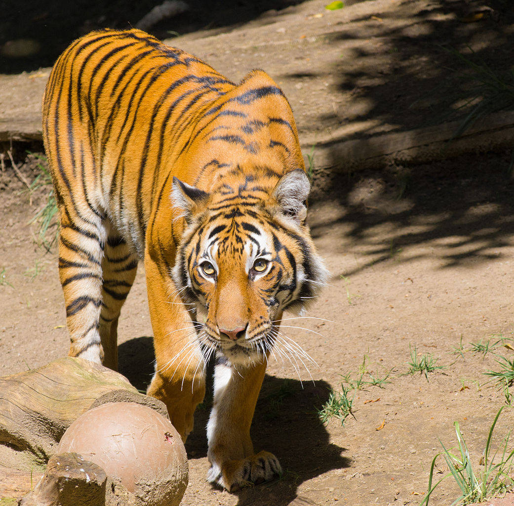 San Diego Zoo Tiger