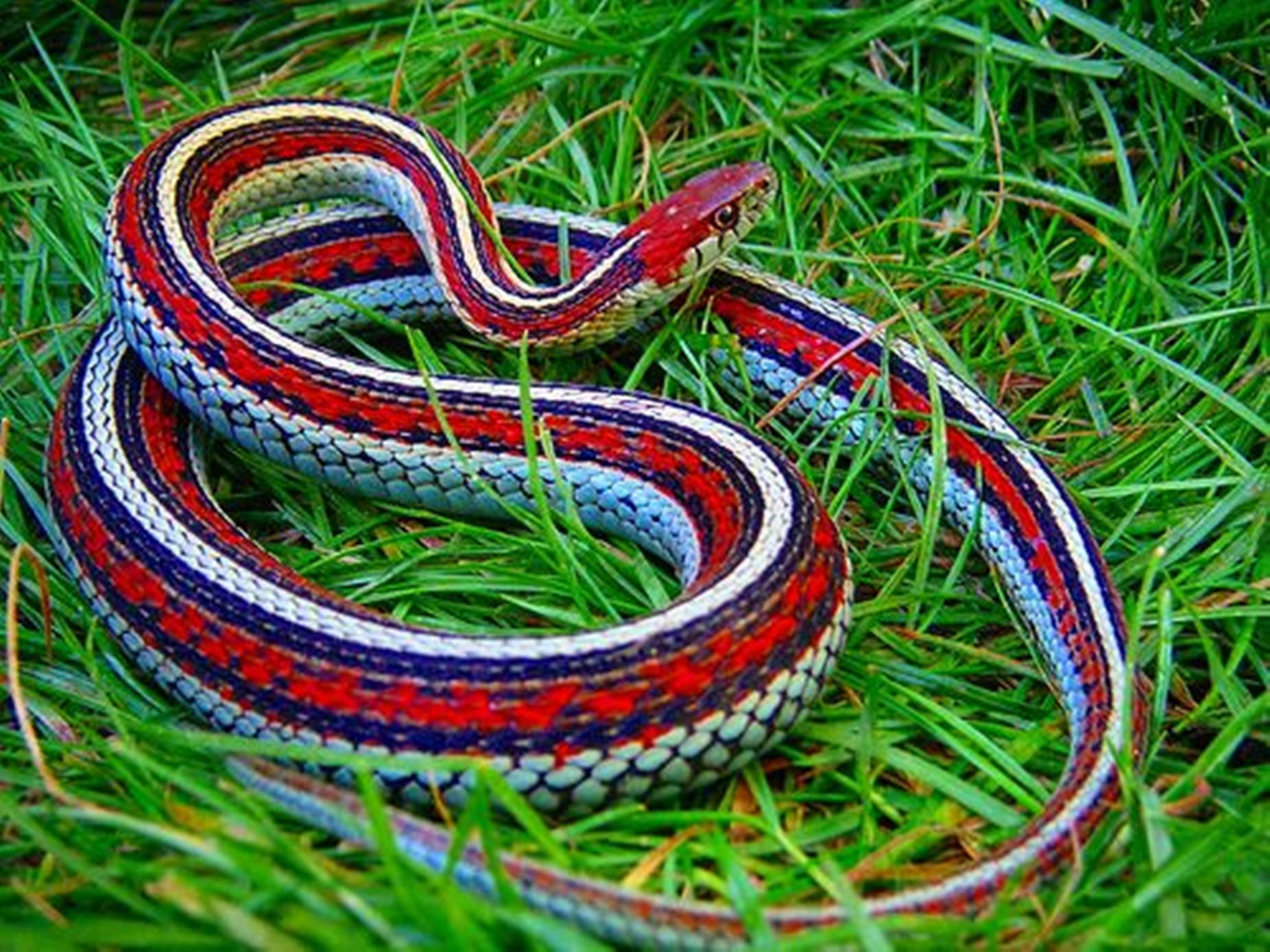 San Francisco Garter Snake Background