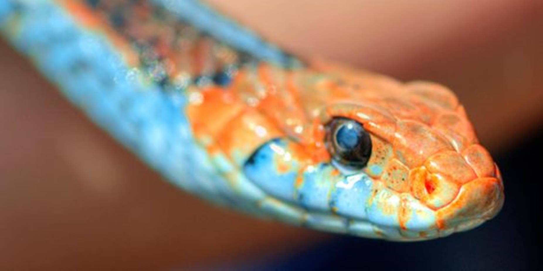 San Francisco Garter Snake's Head Background