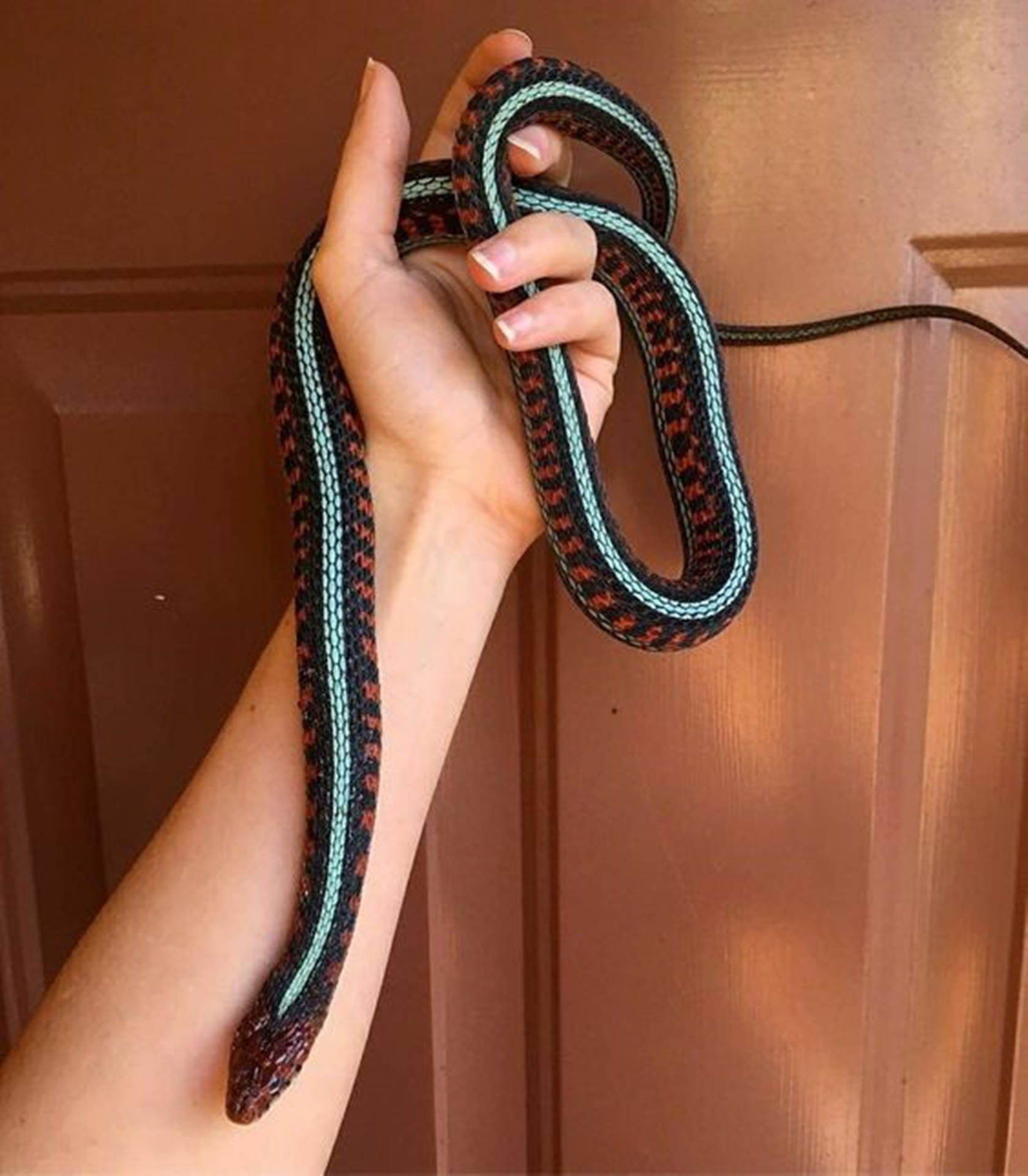 San Francisco Garter Snake With White Line