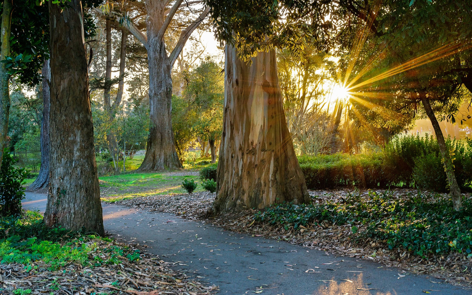 San Francisco Golden Gate Park Trees