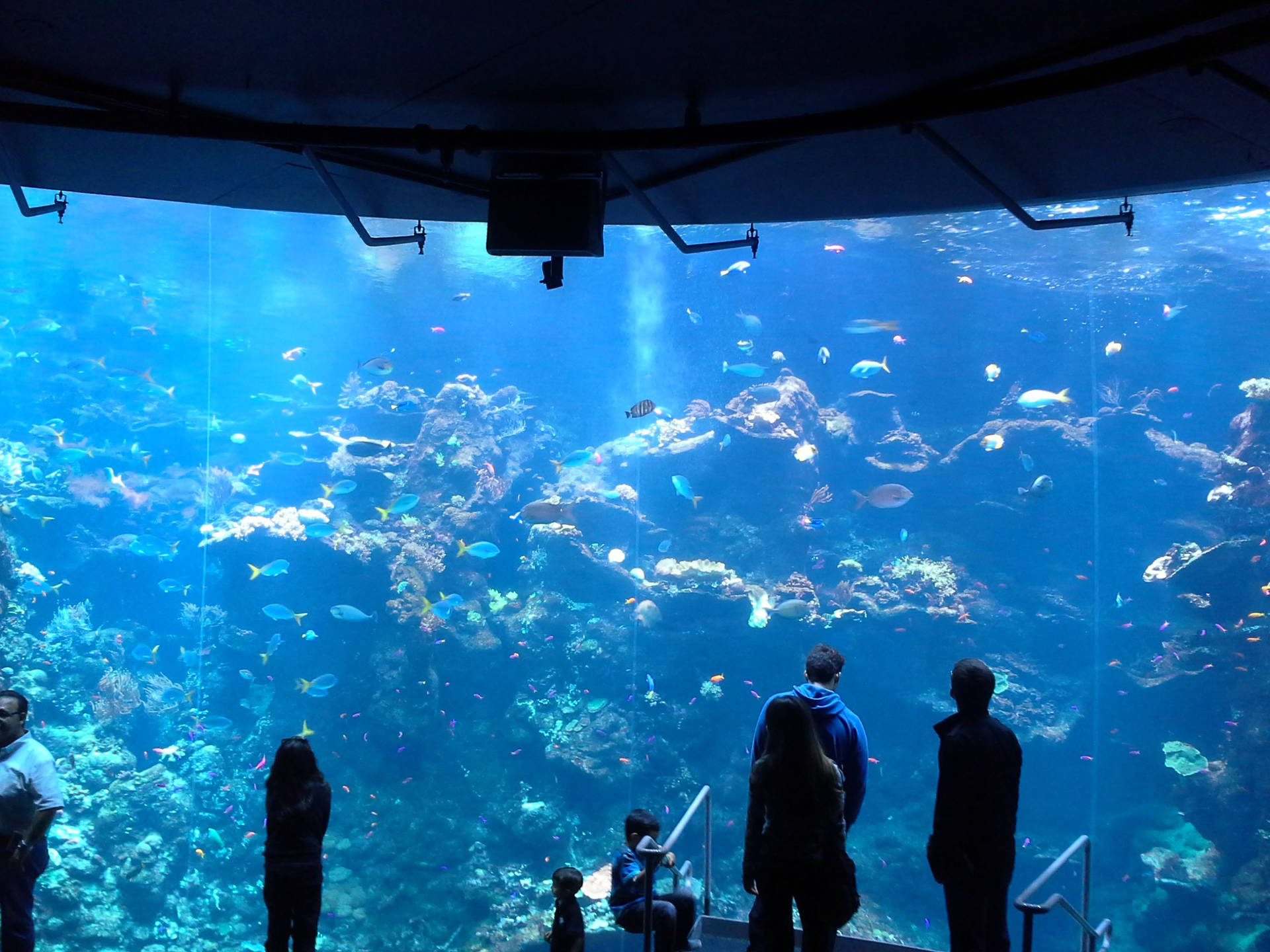San Francisco Steinhart Aquarium Background