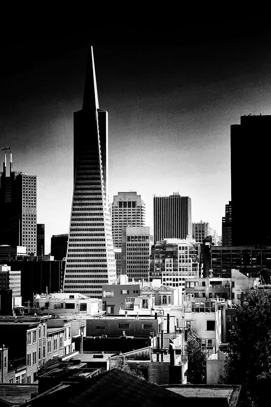 San Francisco Tall Buildings Black And White