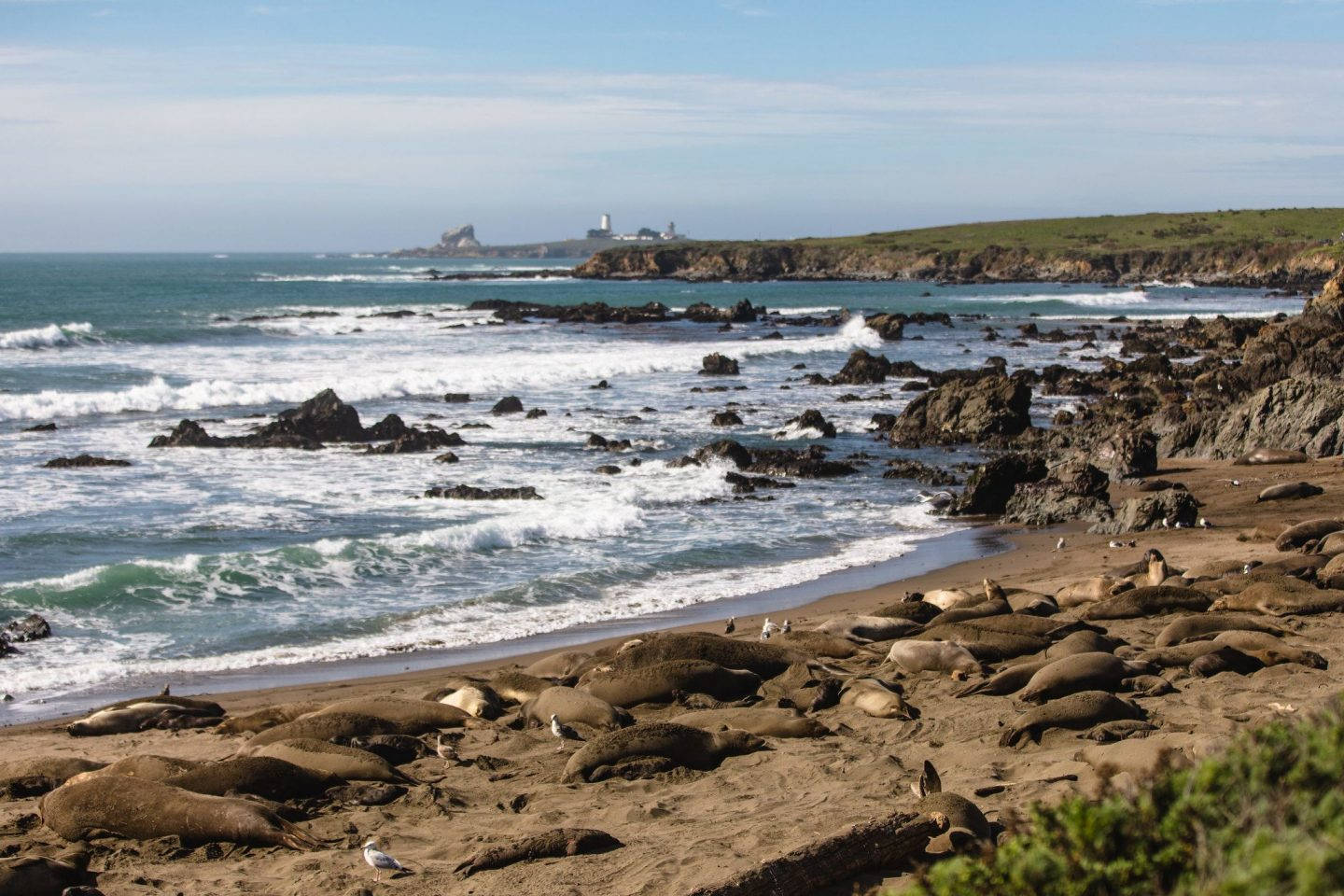 San Simeon Basking Seals Background