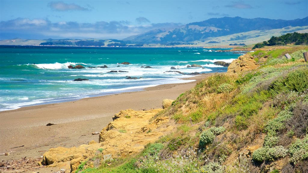 San Simeon Beachside Foliage Background