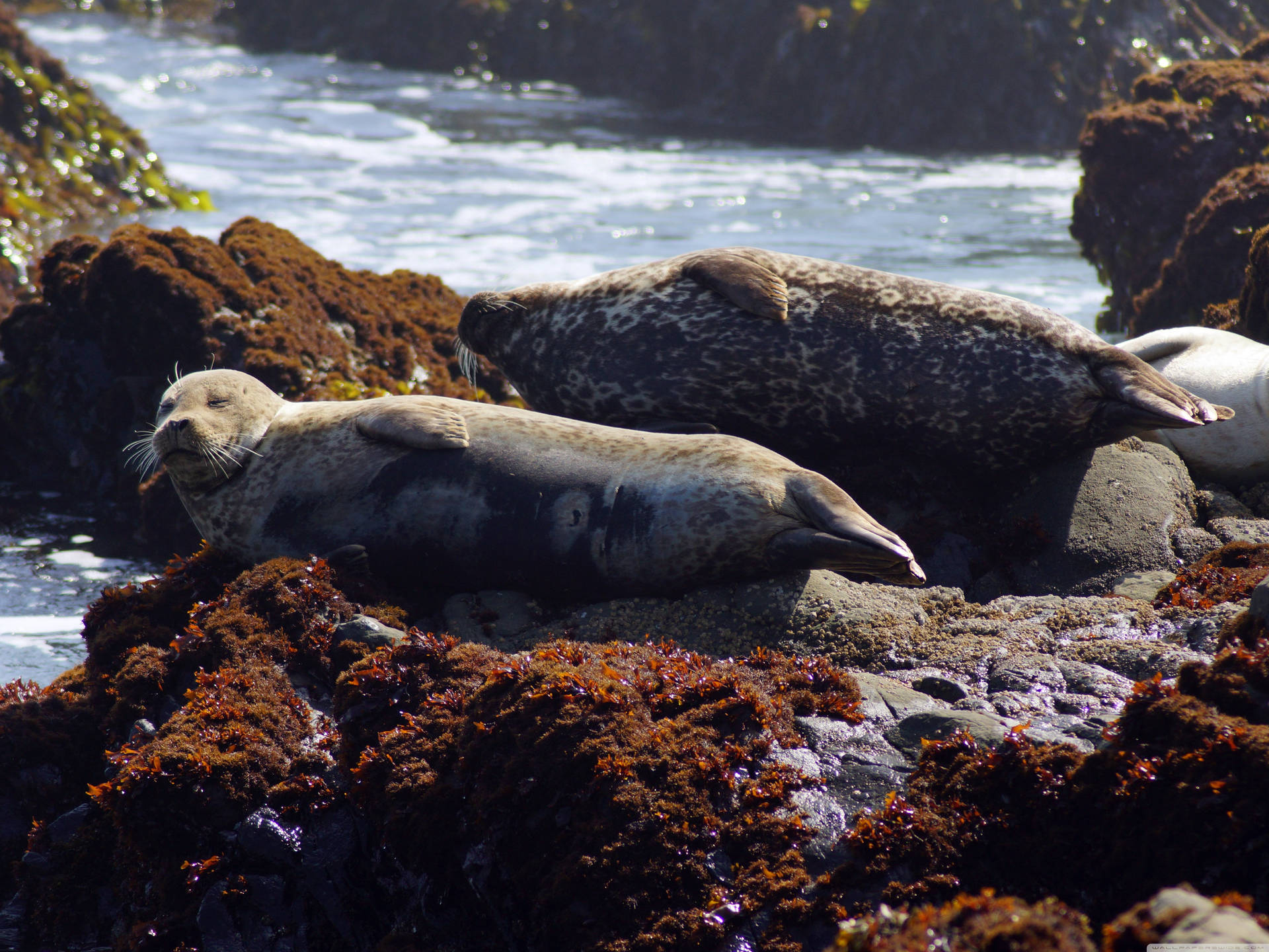 San Simeon Lazy Seals Background