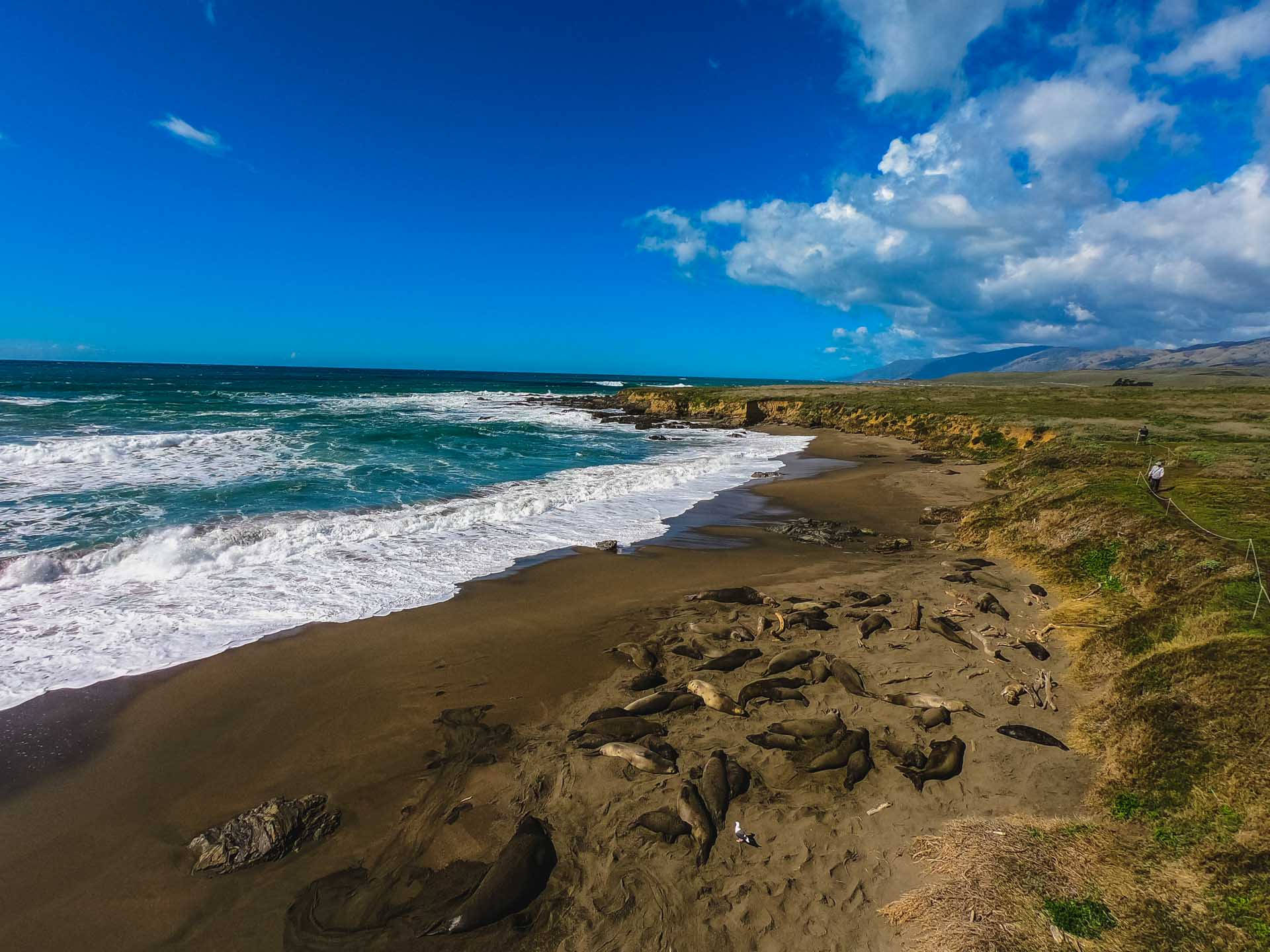 San Simeon Seals Background