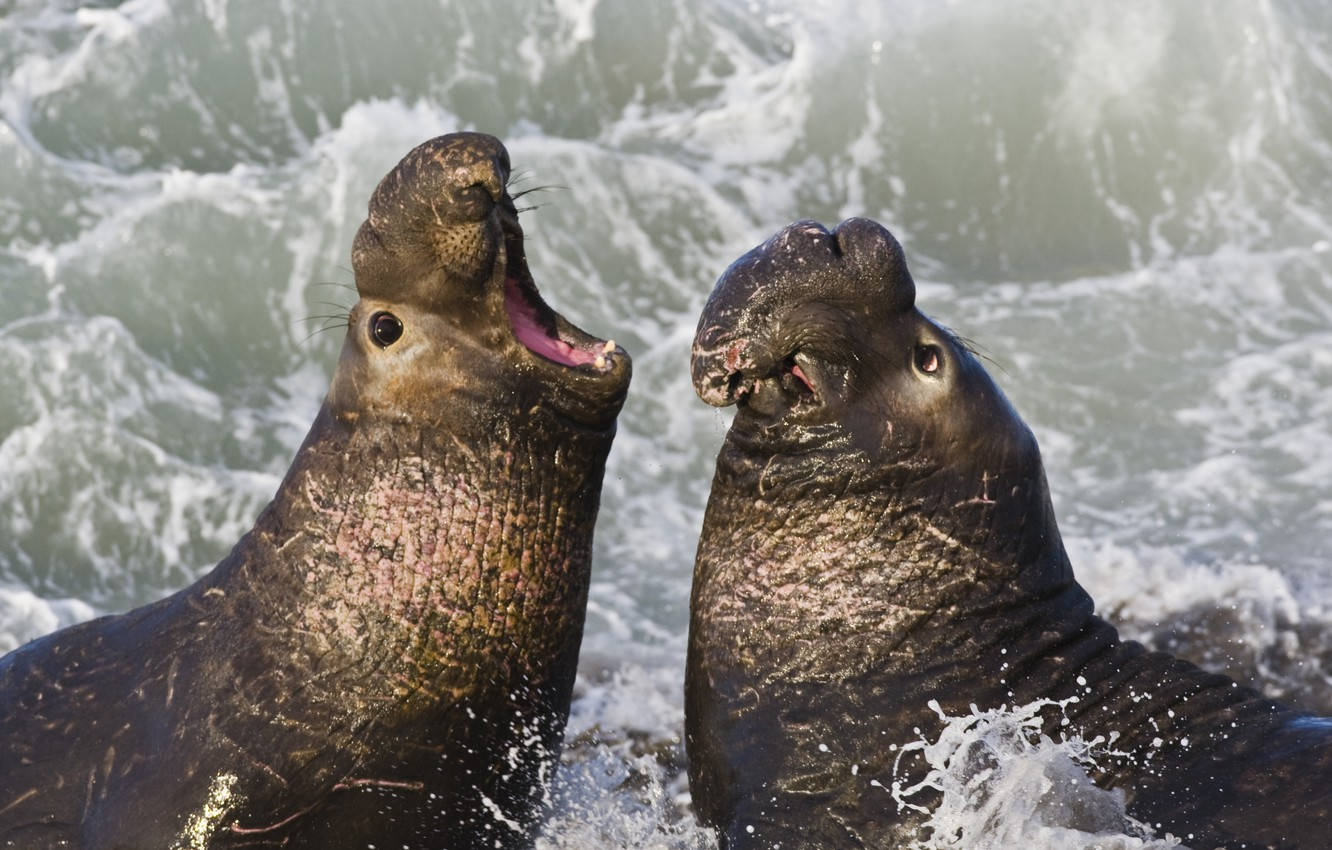 San Simeon Seals Fighting Background