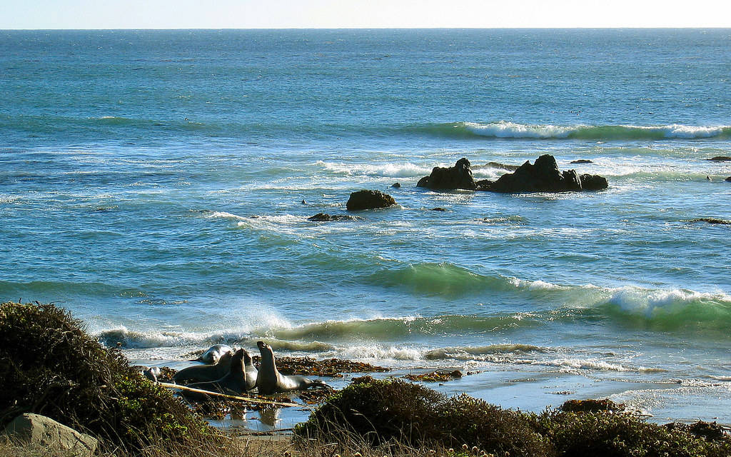 San Simeon Wildlife Background