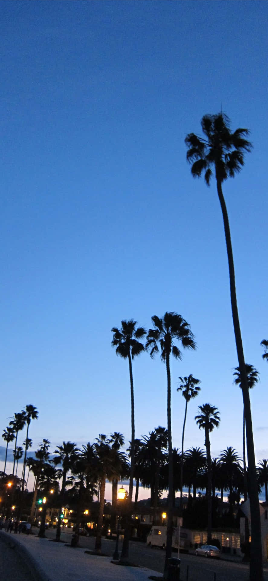 Santa Barbara's Palm Trees Tumblr Photography Iphone Background