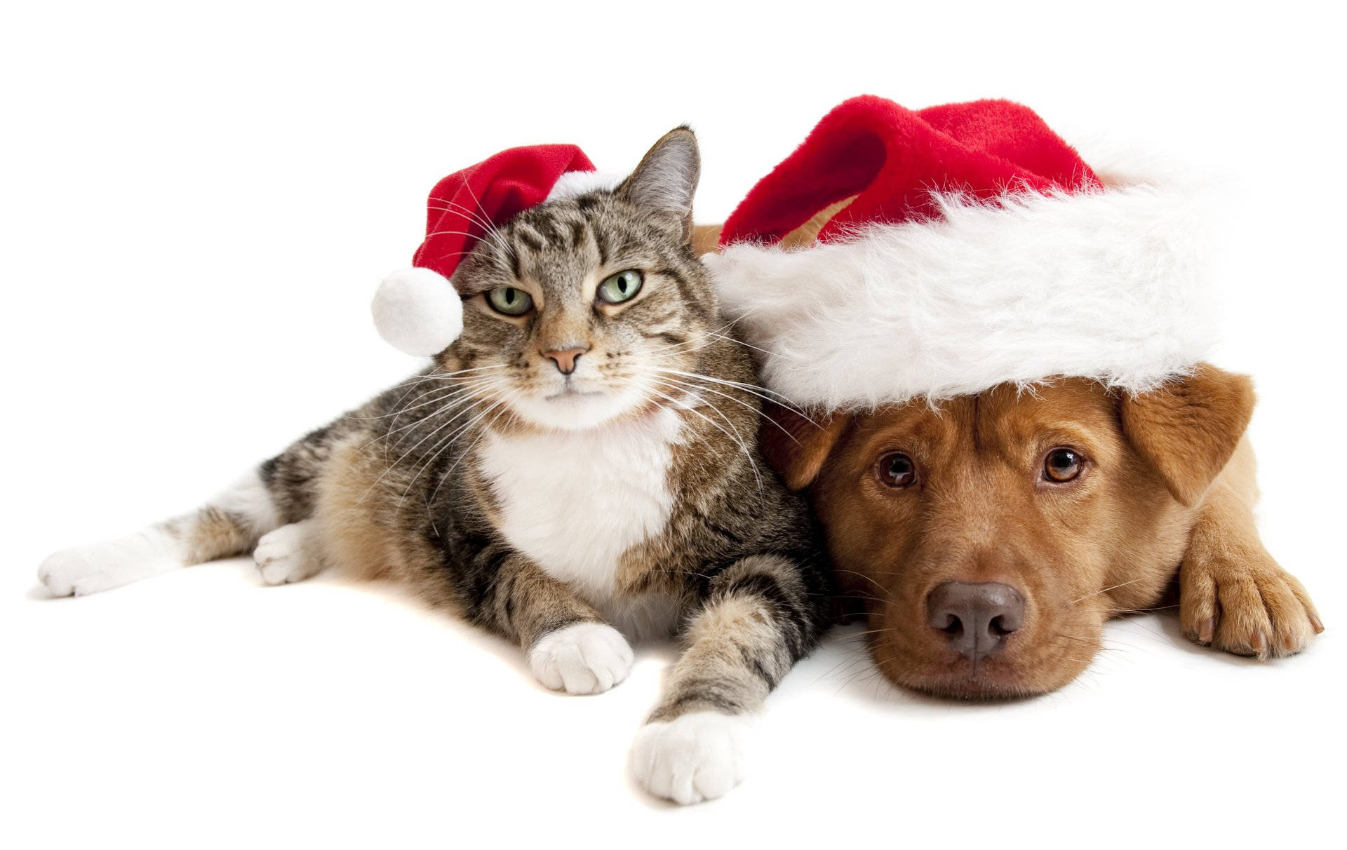 Santa Hat Cat And Dog Background