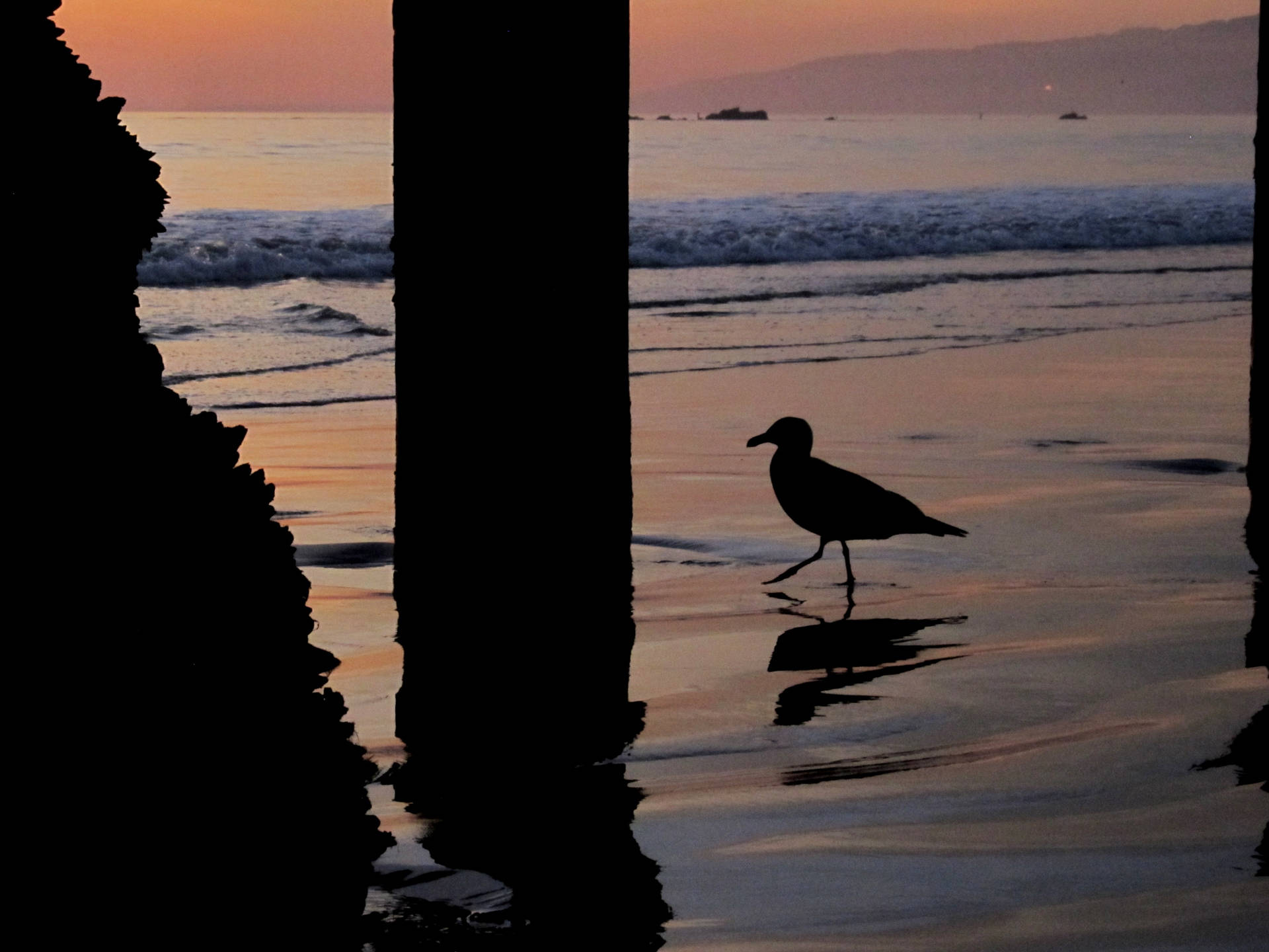 Santa Monica Lone Seagull Background