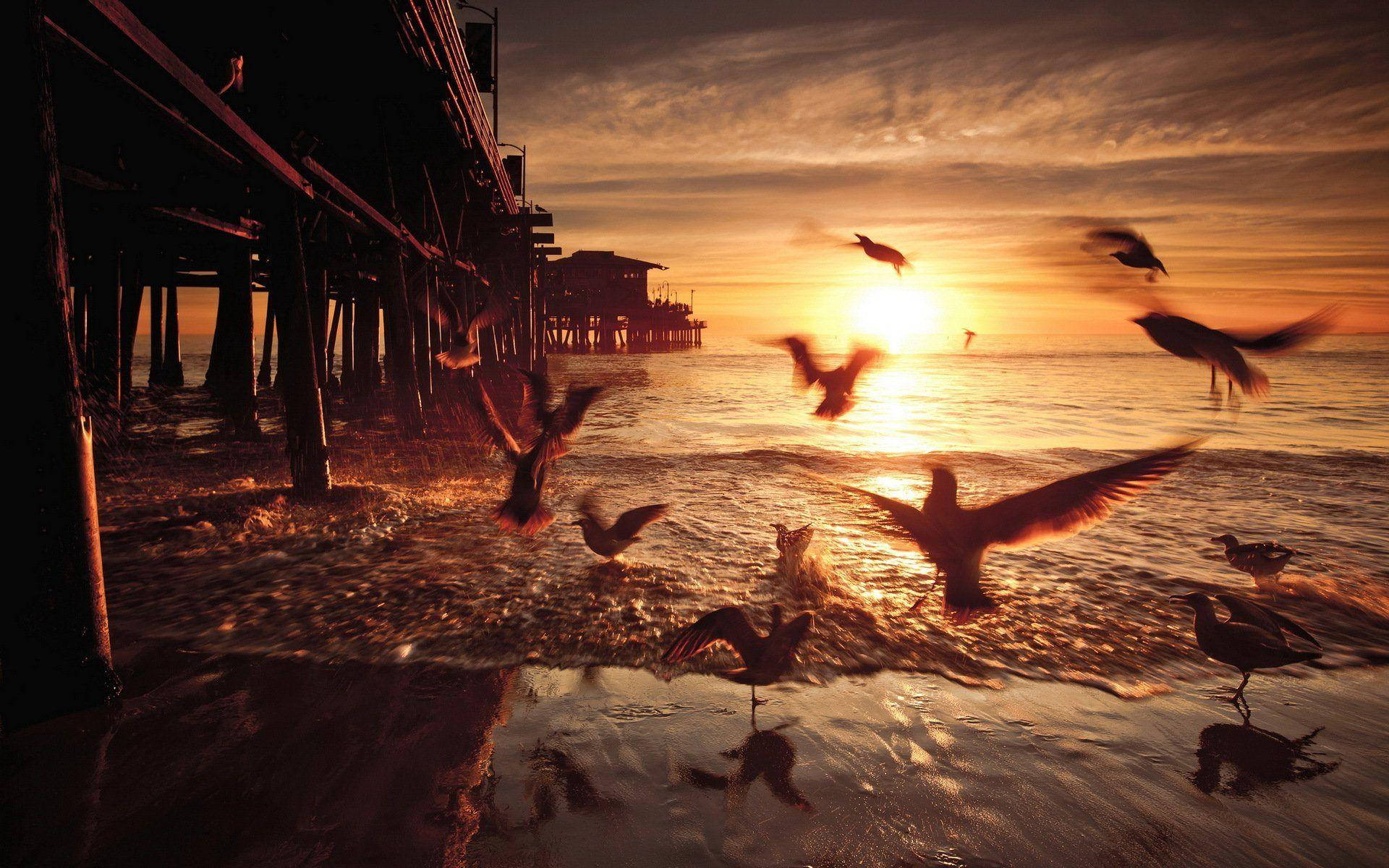 Santa Monica Seagulls Sunset Background