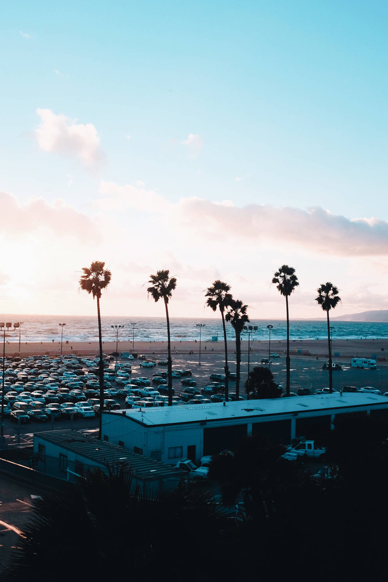 Santa Monica Trees And Cars Background