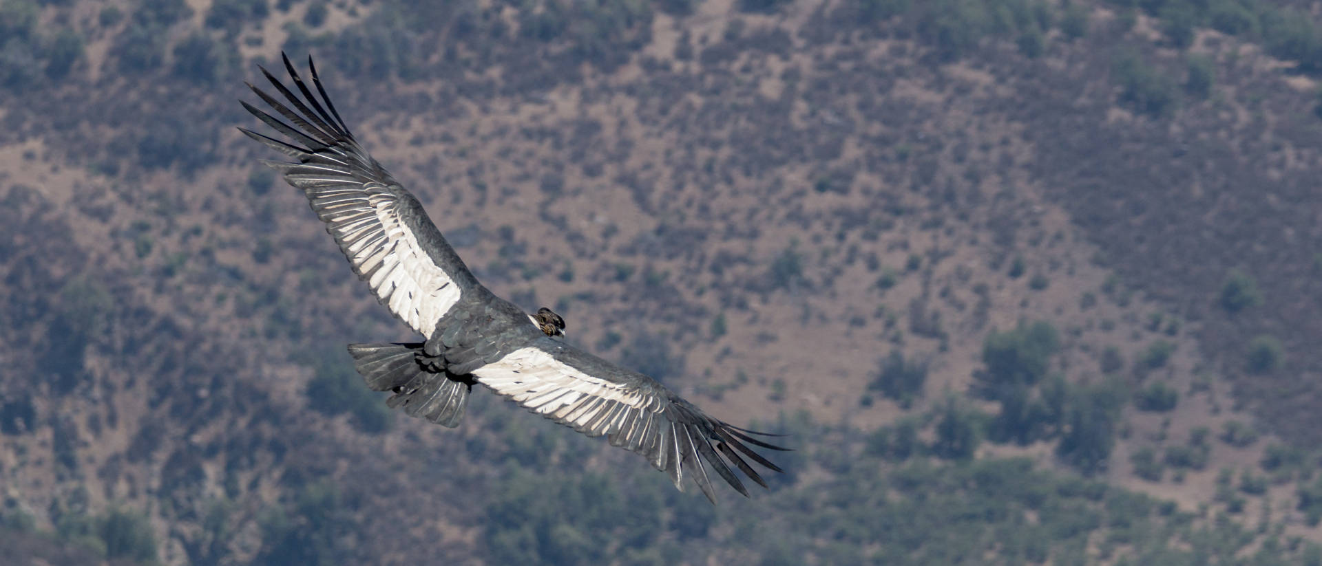 Santiago Chile Bird Background