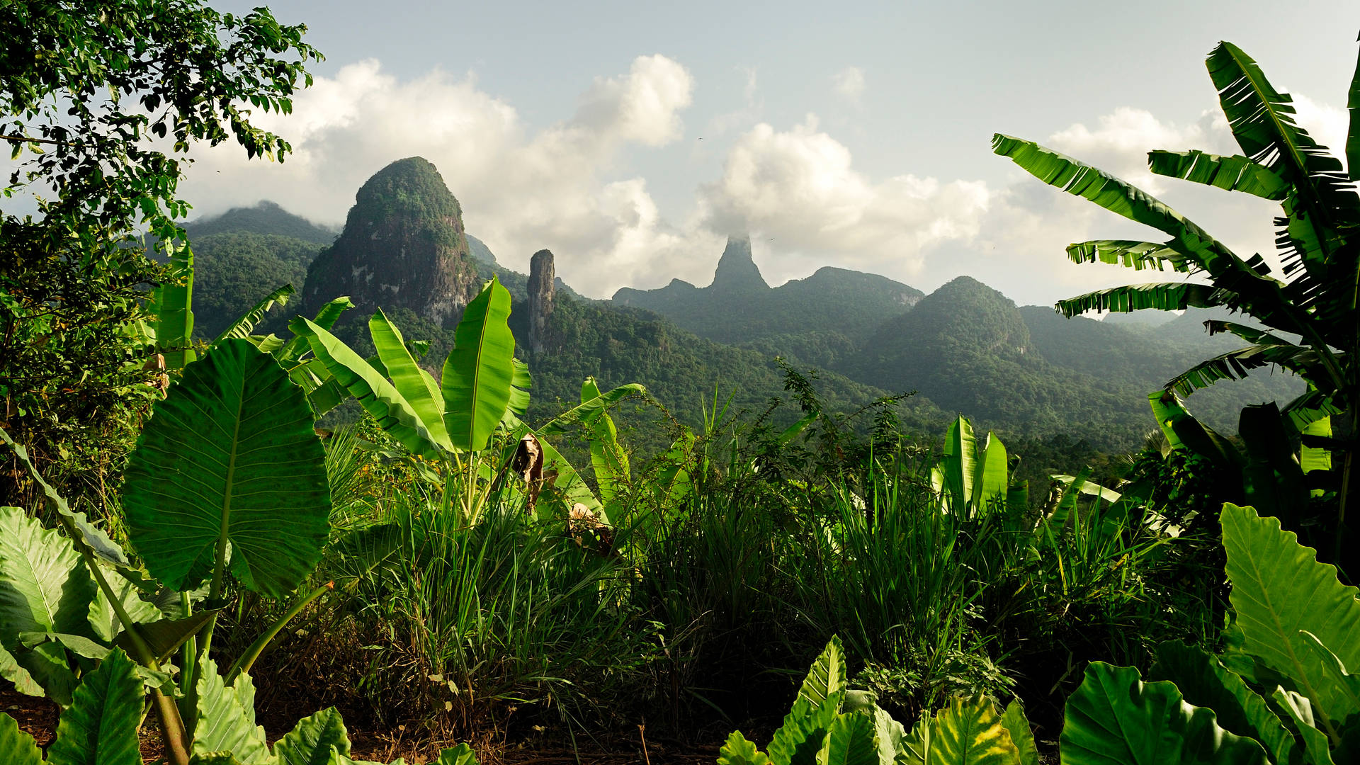 Sao Tome And Principe Forest