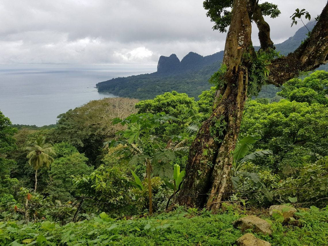 Sao Tome And Principe Forest And Plants Background