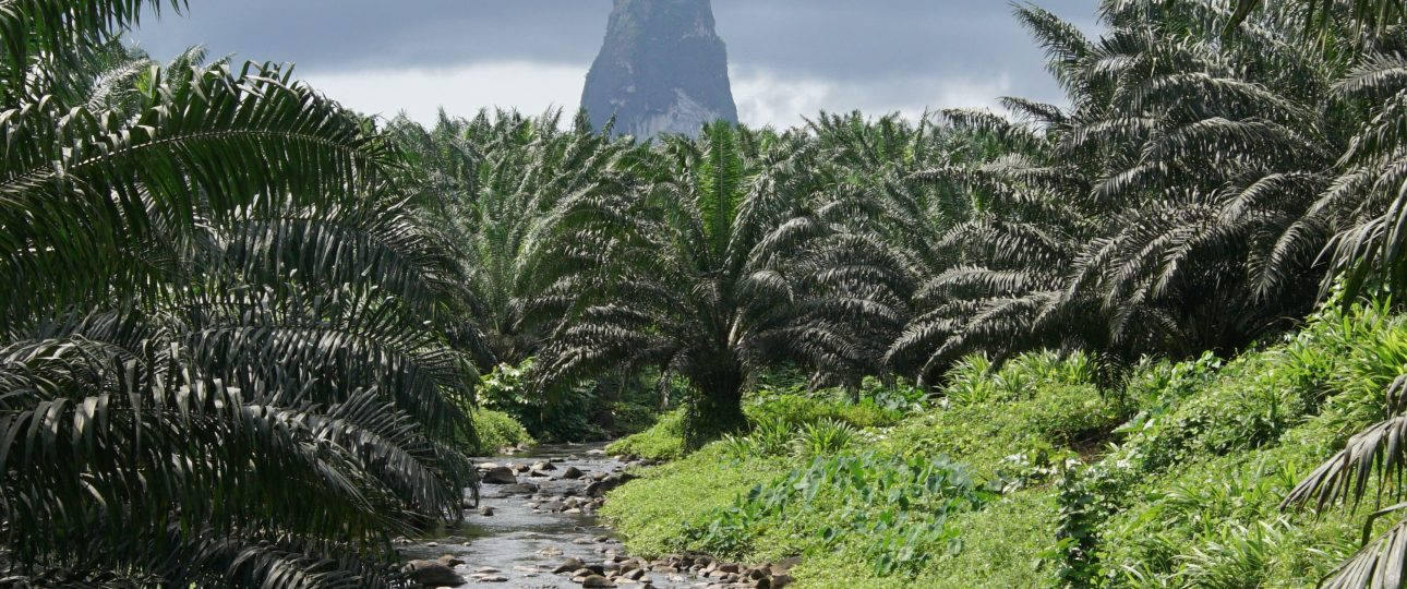 Sao Tome And Principe Palm Trees Cloudy Sky