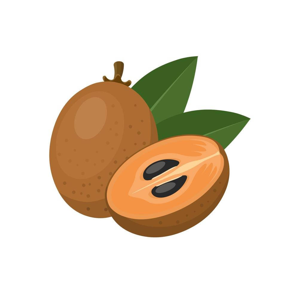 Sapodilla Fruits Animation