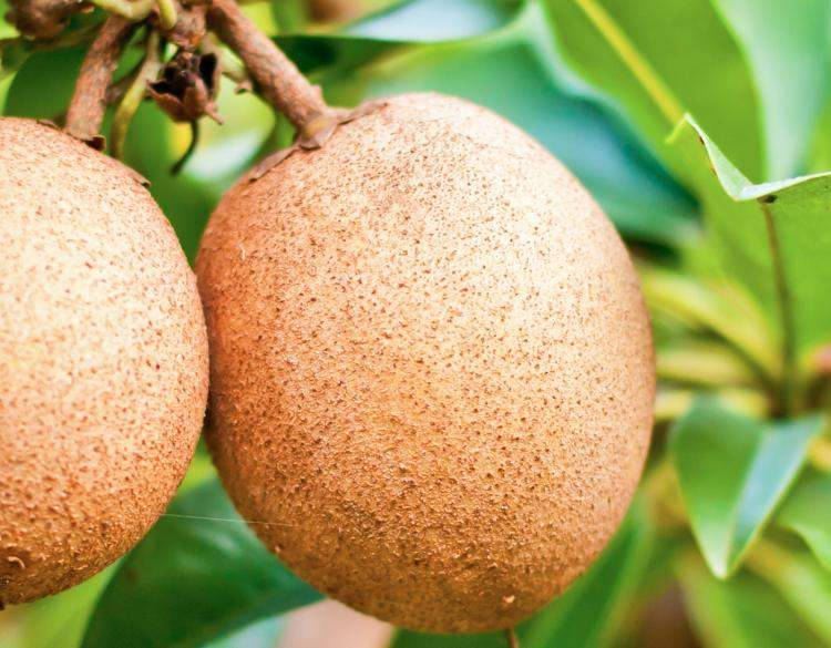 Sapodilla Fruits Skin Texture Background