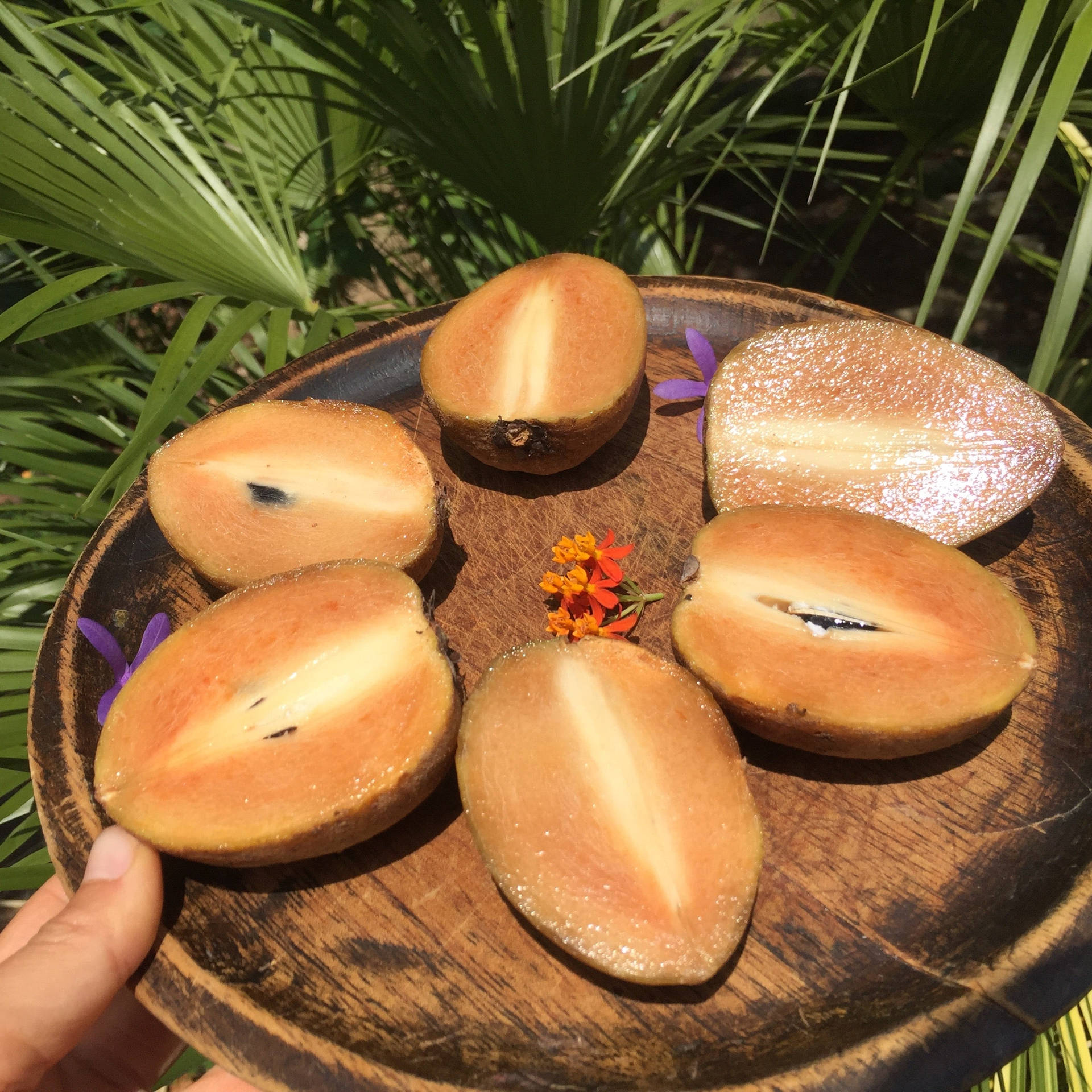 Sapodilla Fruits Wooden Plate Background