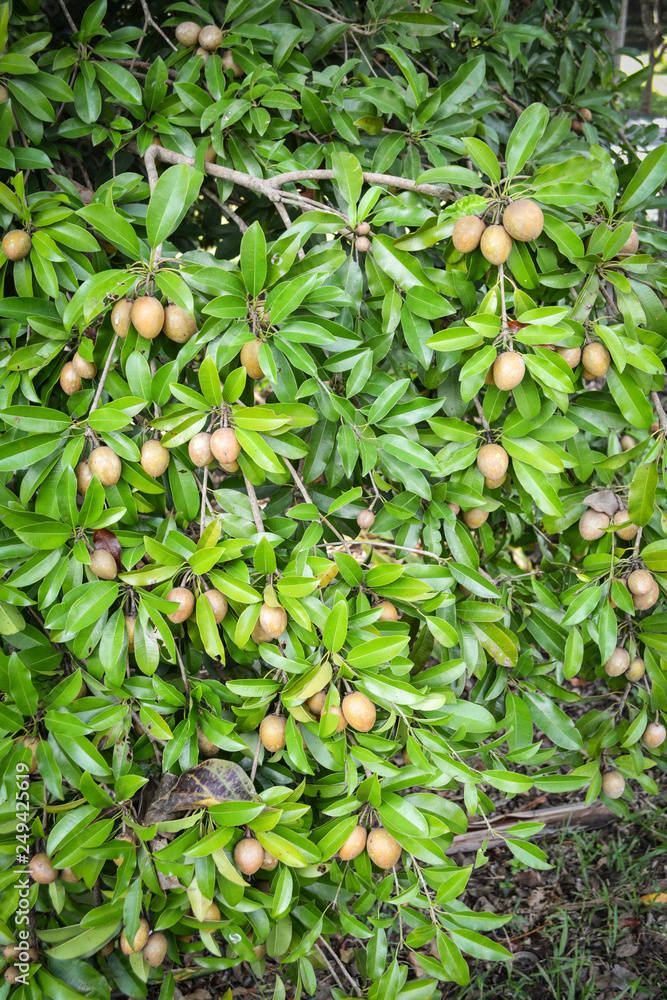 Sapodilla Plant Fruits Background