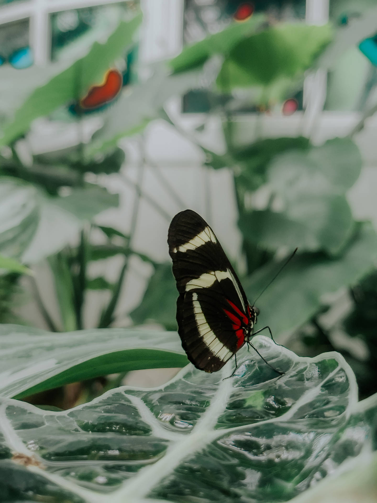 Sara Longwing Aesthetic Butterfly Background