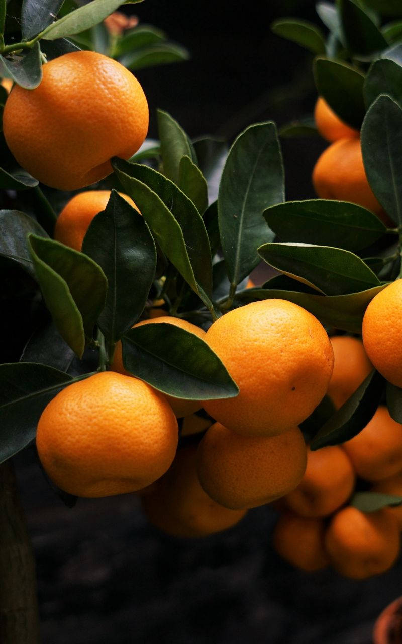 Satsuma Fruits On Tree Background