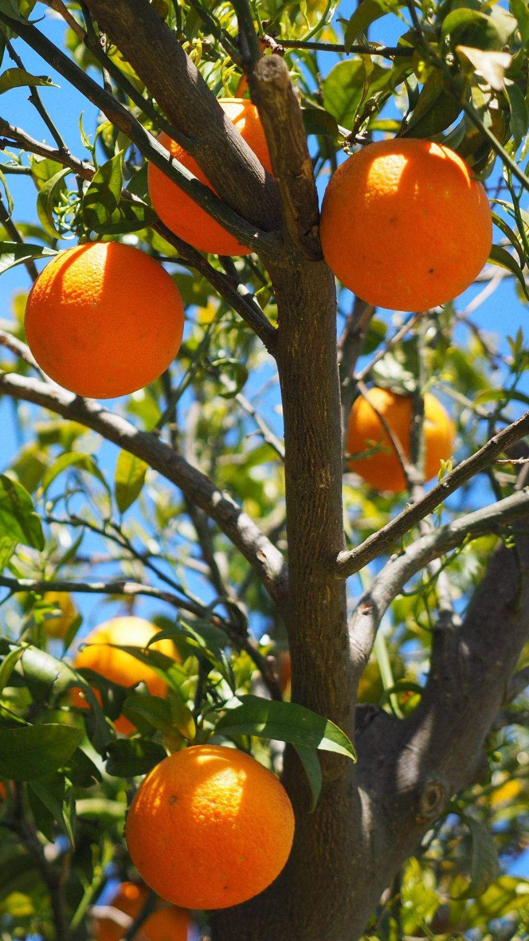 Satsuma Hanging On Tree Background