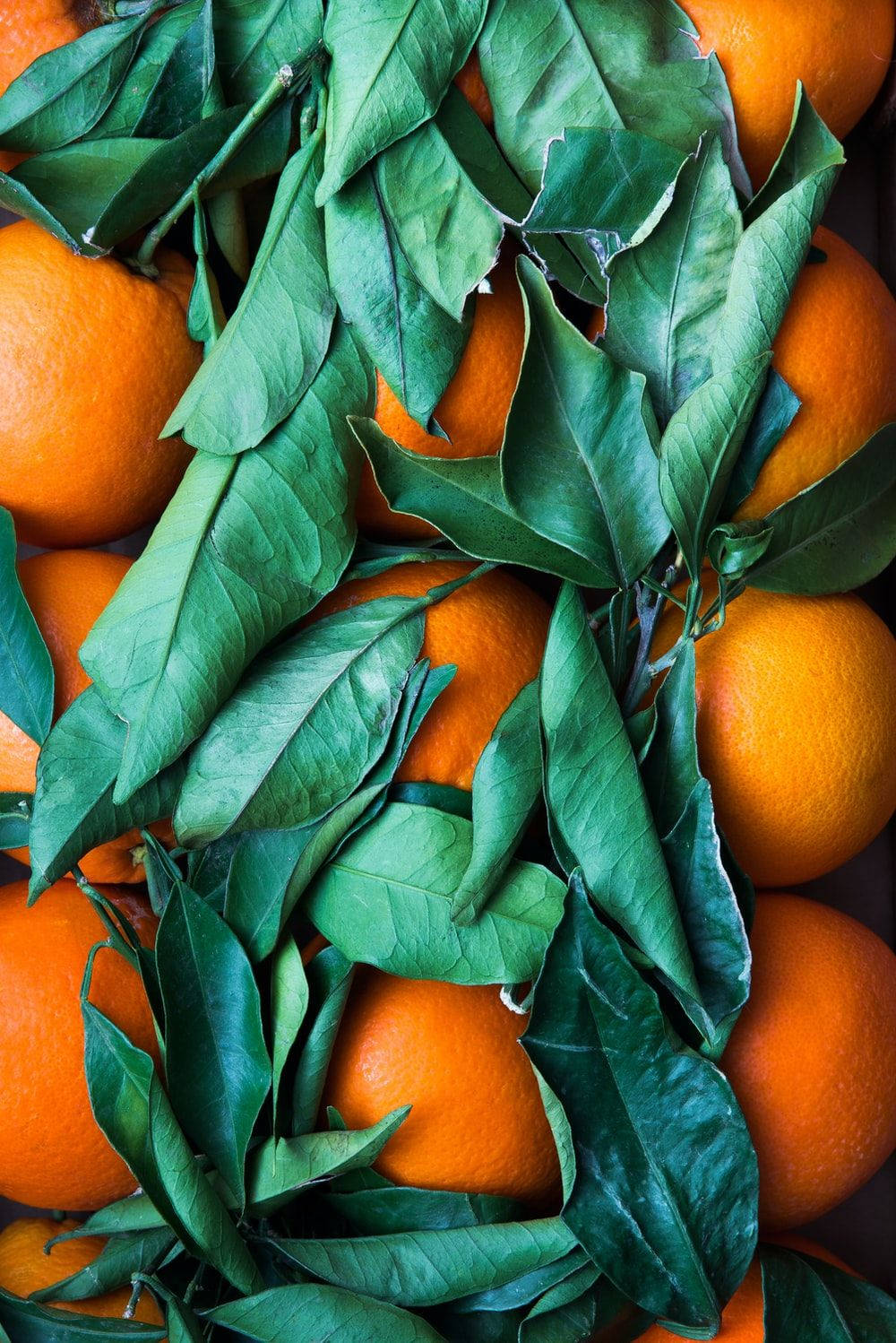 Satsuma Mandarin Beneath Leaves Background