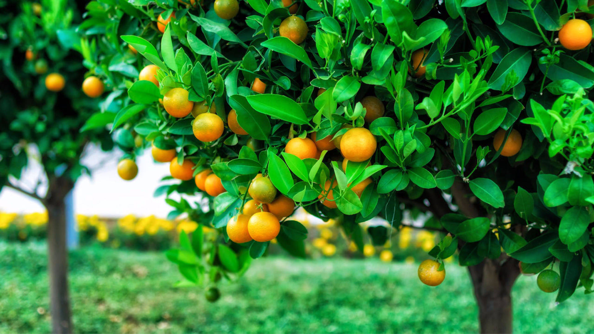 Satsuma Mandarin Growing On Tree Background