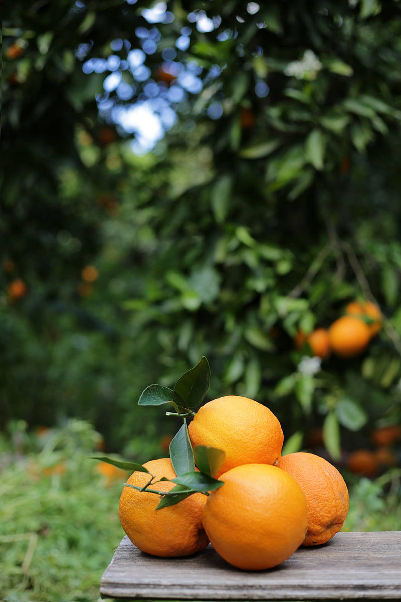 Satsuma Mandarin Orange In Bench Background