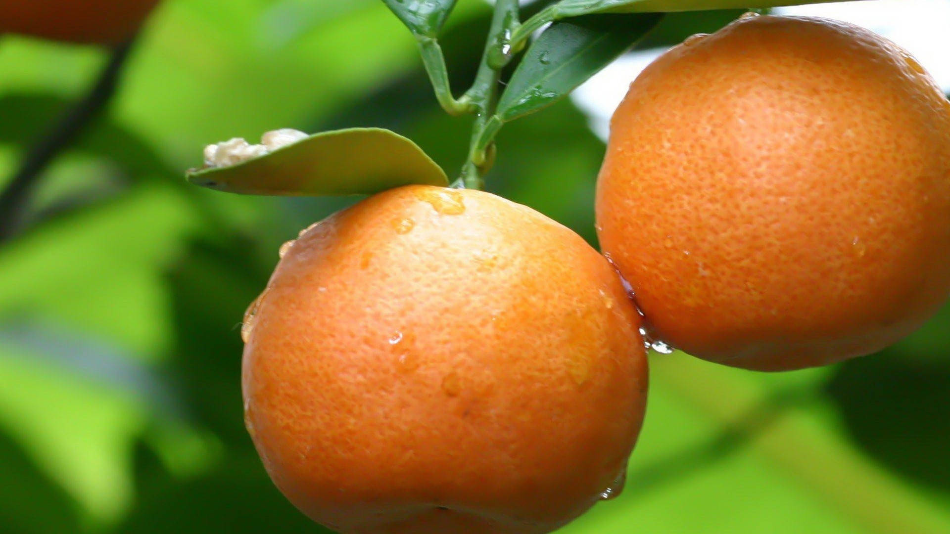 Satsuma Mandarin Orange Background