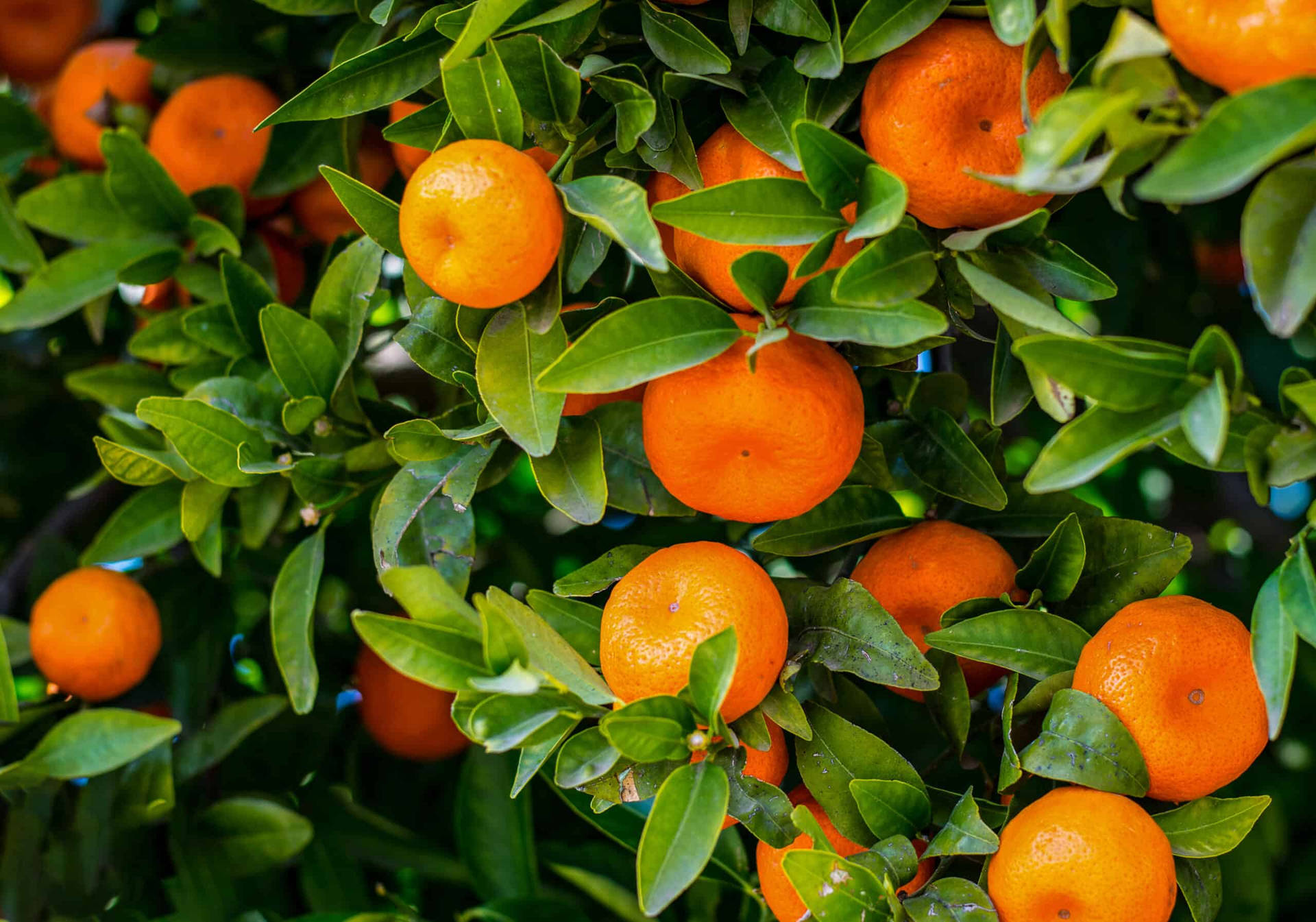 Satsuma Mandarin Overflowing Trees Background