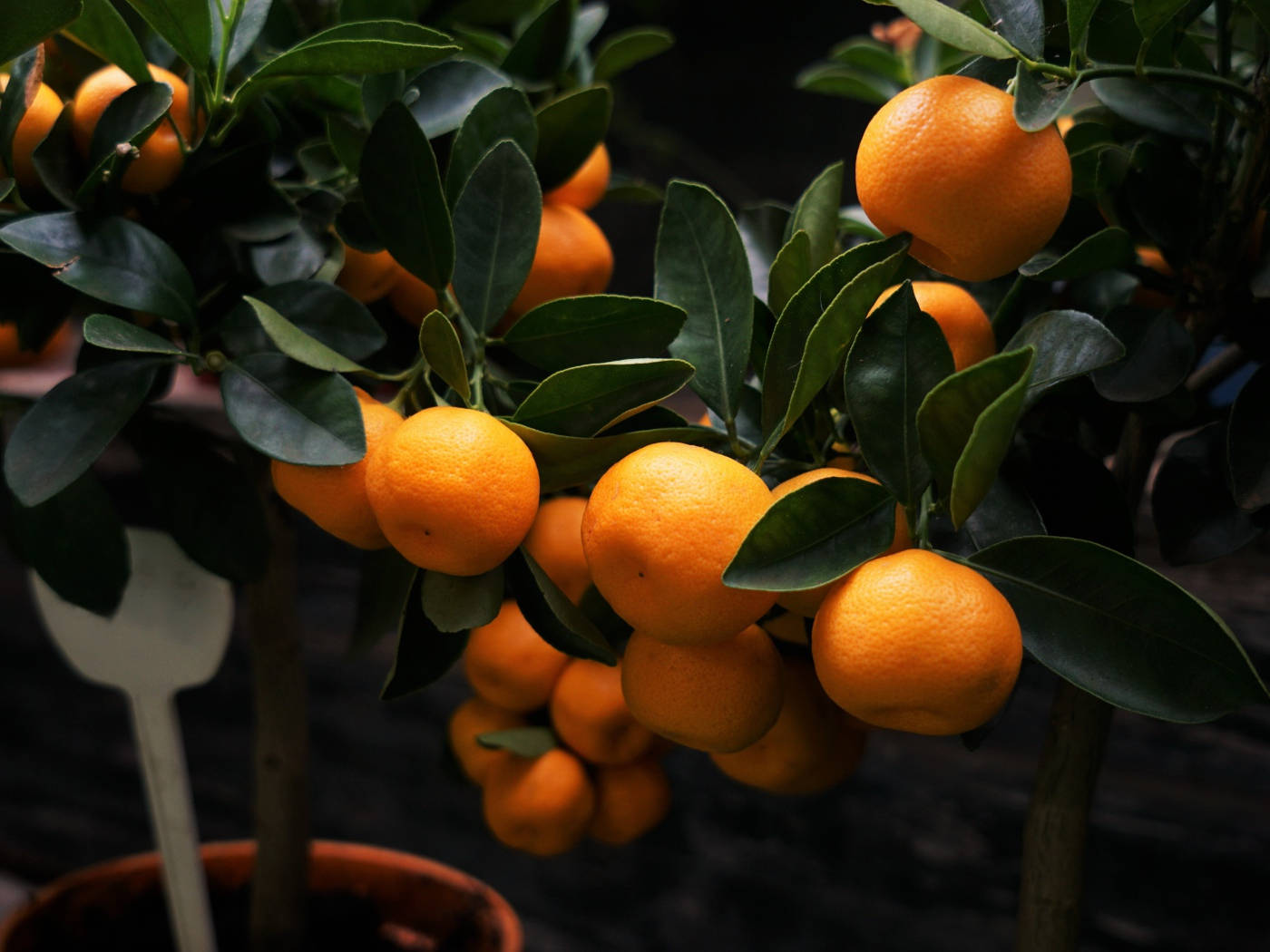 Satsuma Semi-seedless Citrus Fruit Background