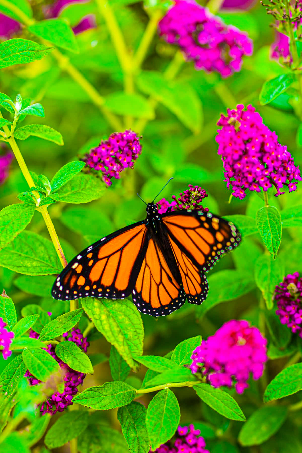 Saturated Colors Flowers And Butterflies Background