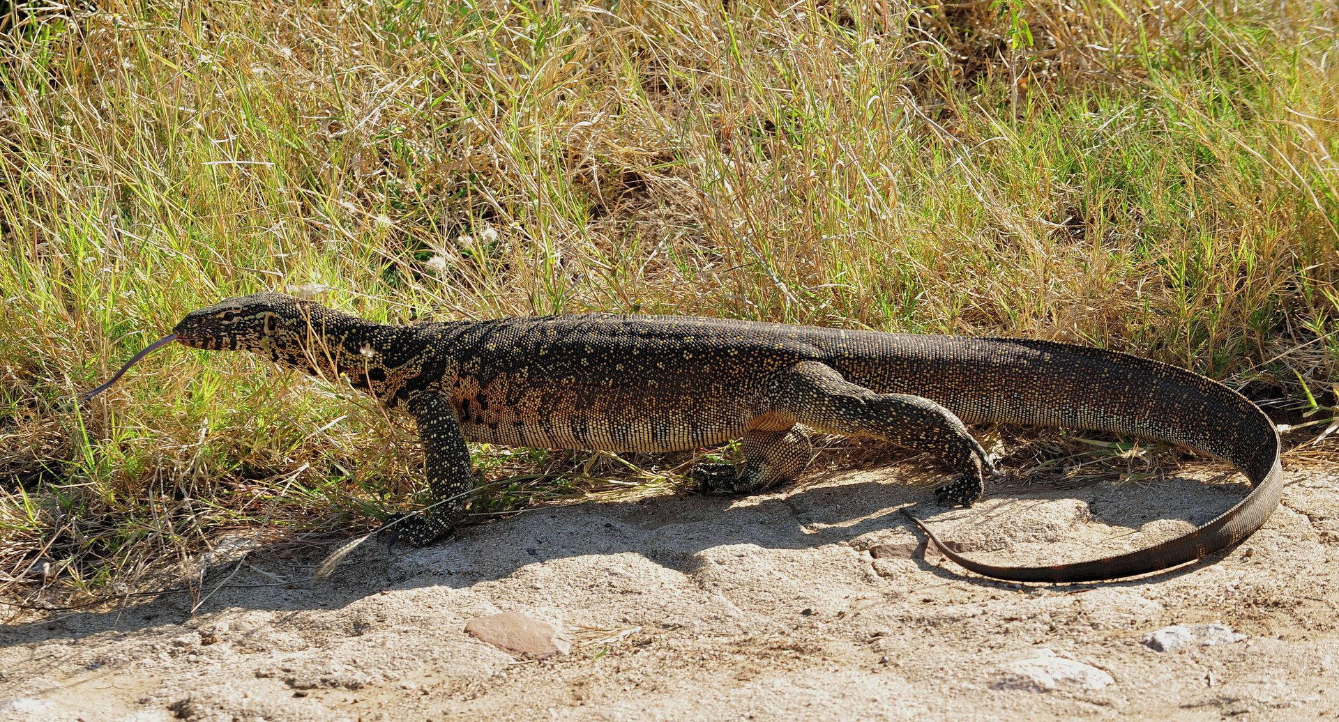 Sauntering Rosenberg's Monitor Lizard In Midday Heat Background