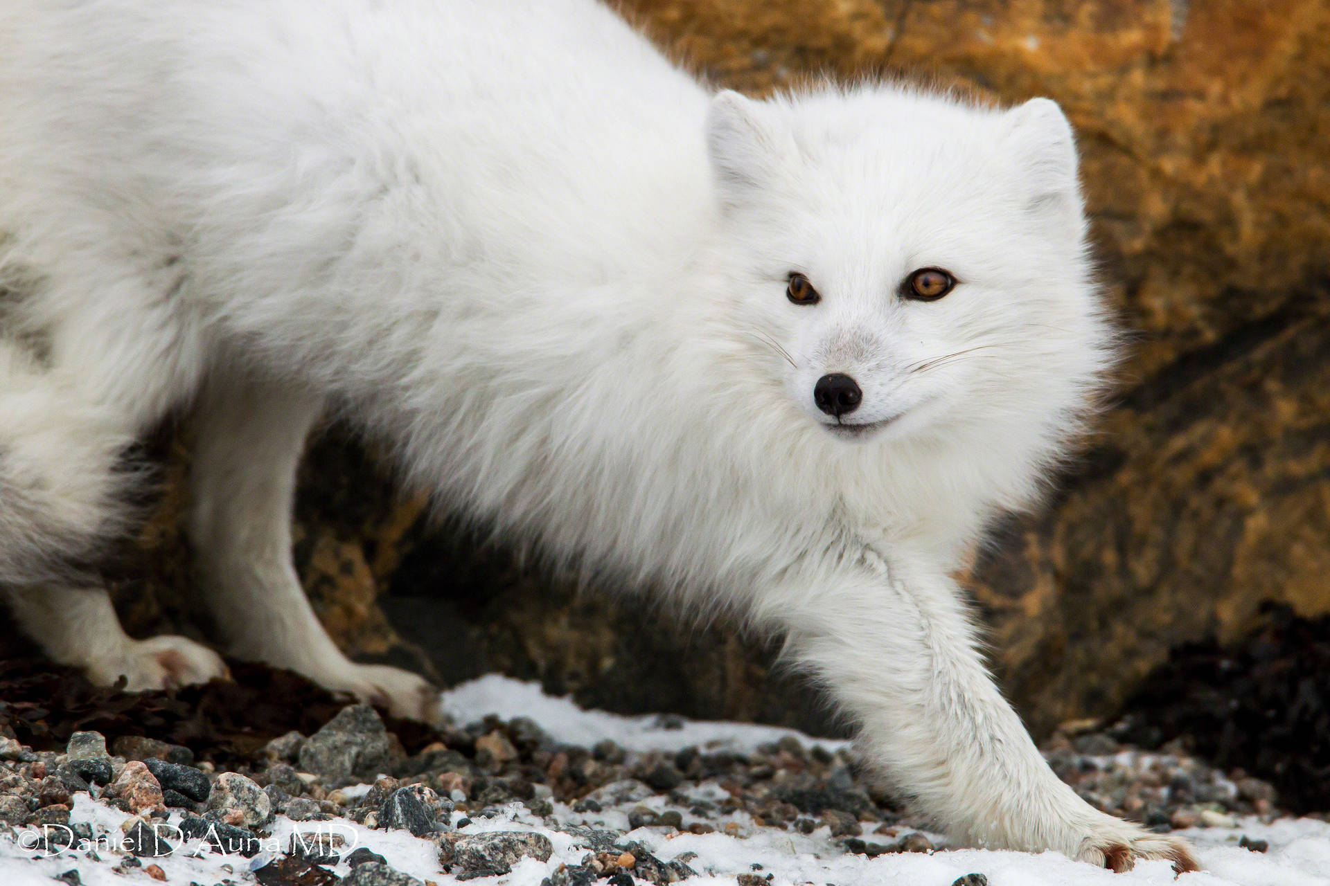 Savage Arctic Fox
