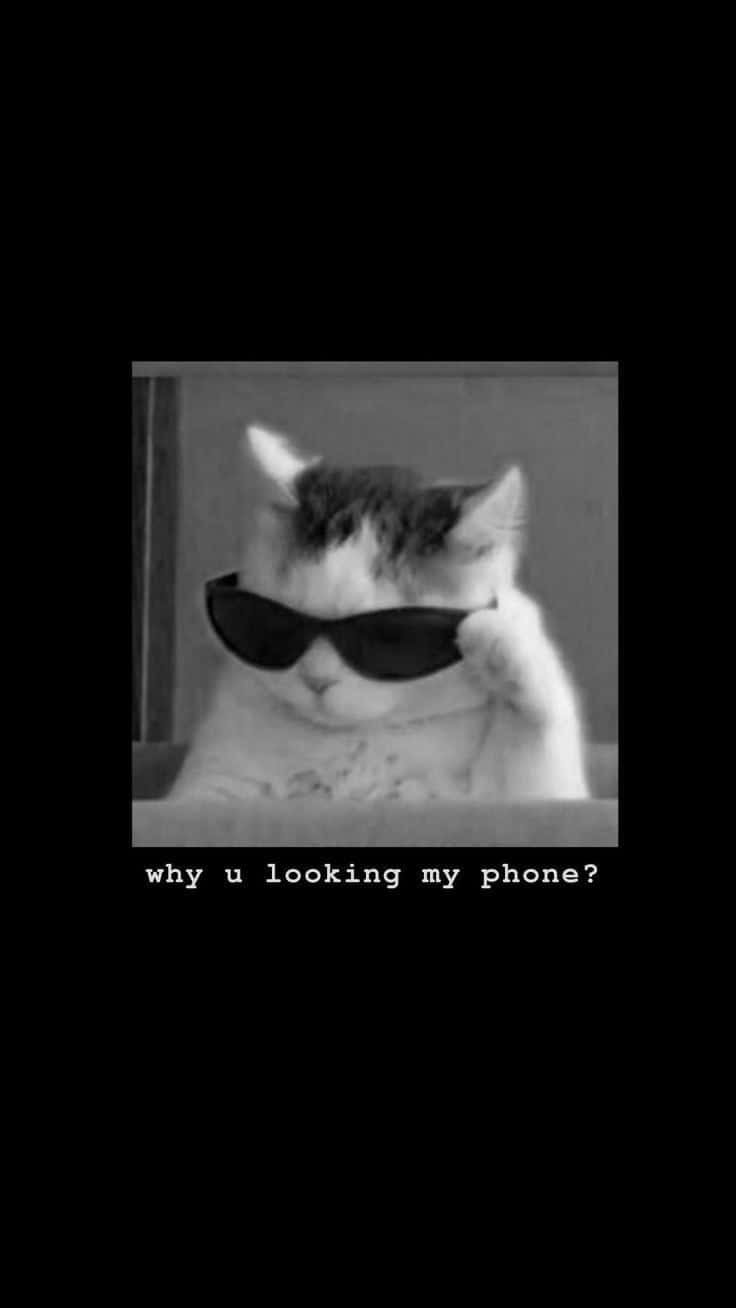 Savage Cat With Sunglasses Funny Lock Screen Background