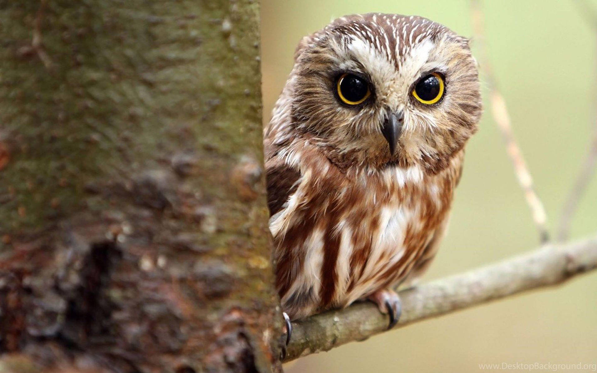 Saw-whet Cute Owl Background