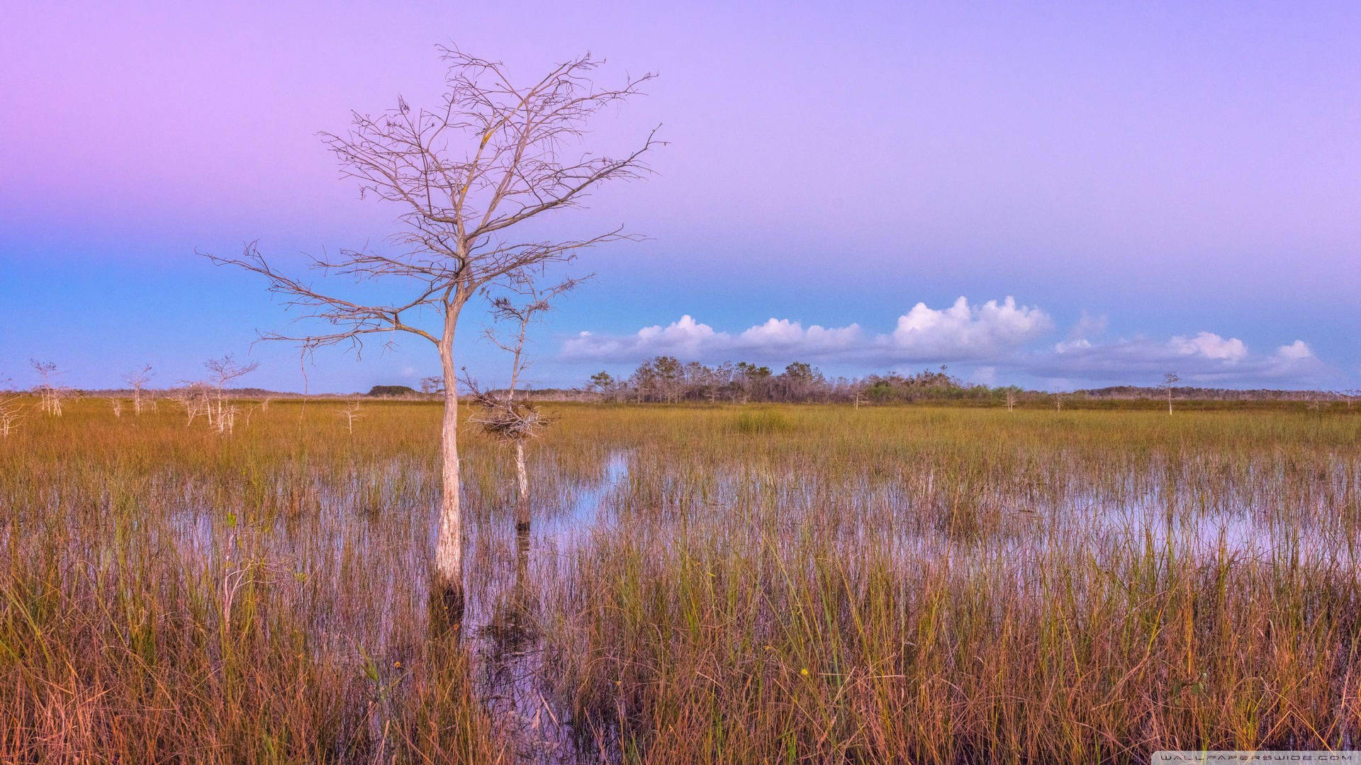 Sawgrass Everglades National Park Background