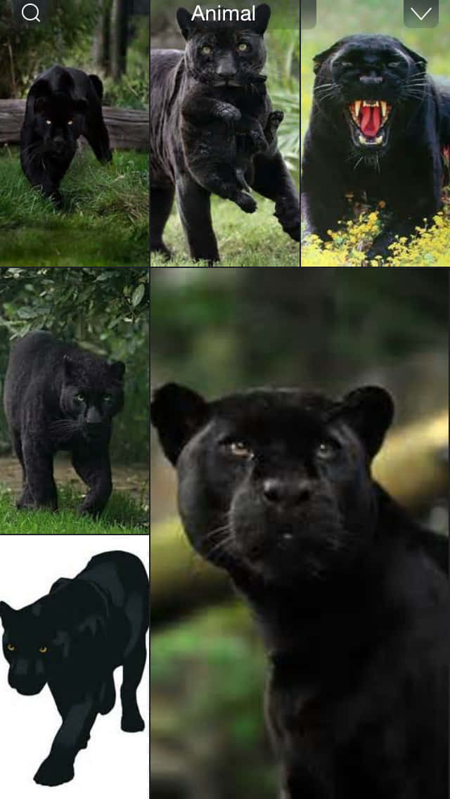 Say Hello To Cool Black Panther Animal Background