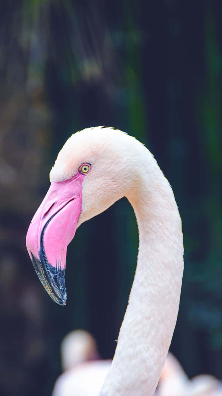 Say Hello To Warm Weather And Fun Times With This Vibrant Pink Flamingo Photo Background