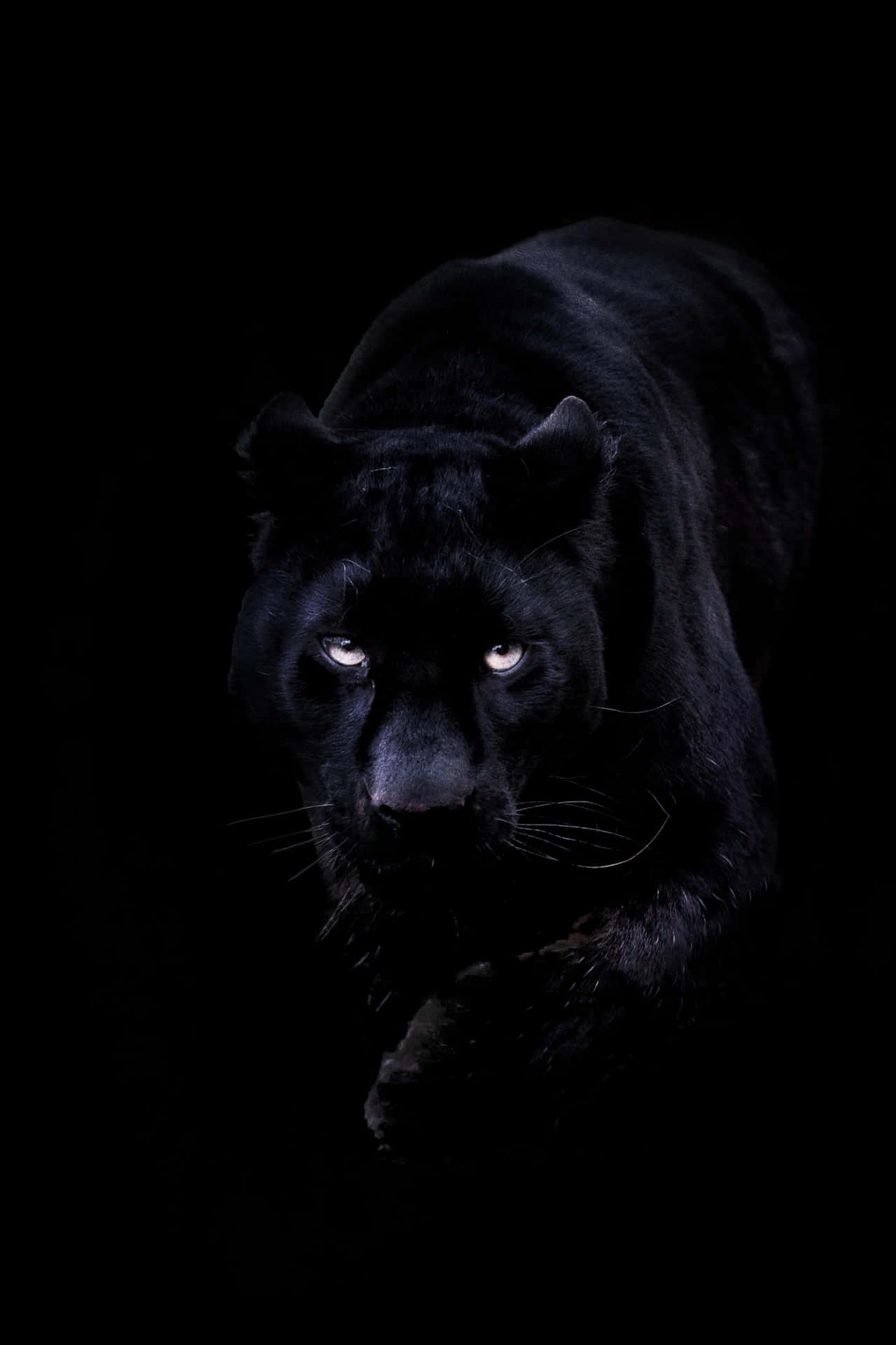Say Hi To This Majestic Cool Black Panther Animal Background